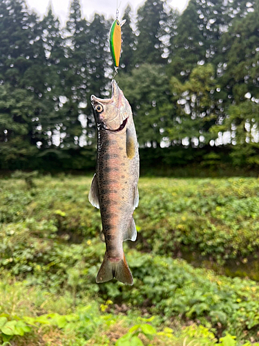 ヤマメの釣果