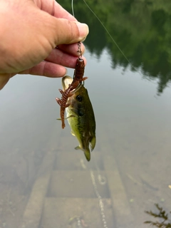 ラージマウスバスの釣果