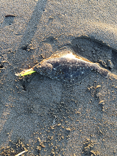 ソゲの釣果