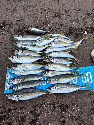 アジの釣果