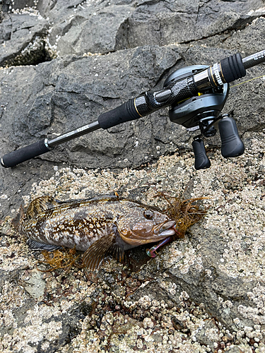 アブラコの釣果