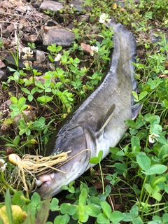 ナマズの釣果