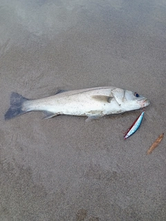 セイゴ（マルスズキ）の釣果