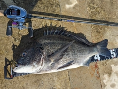 クロダイの釣果