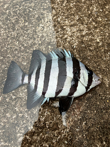 イシダイの釣果