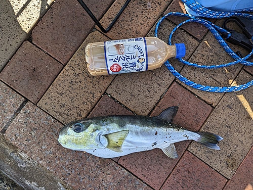 シロサバフグの釣果