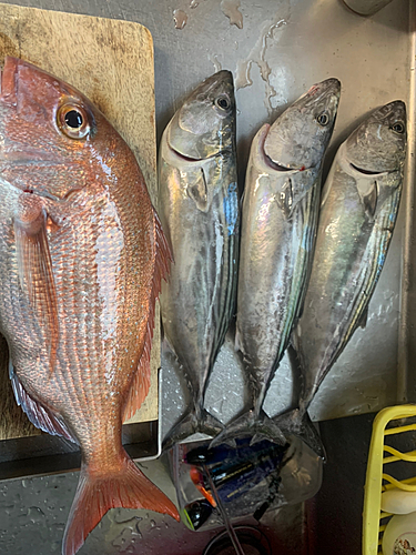 ハガツオの釣果