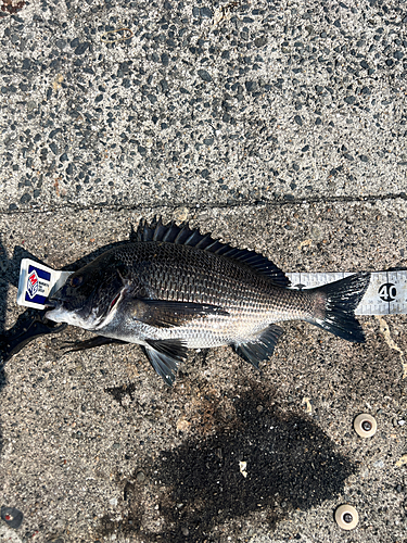 クロダイの釣果