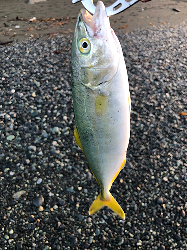 ワカシの釣果