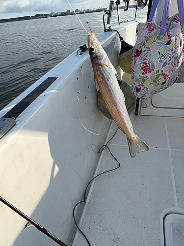 シロギスの釣果