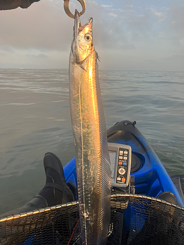 タチウオの釣果