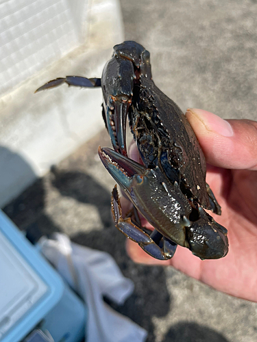 カニの釣果