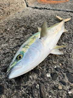 ブリの釣果