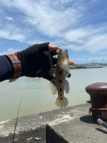 ウロハゼの釣果