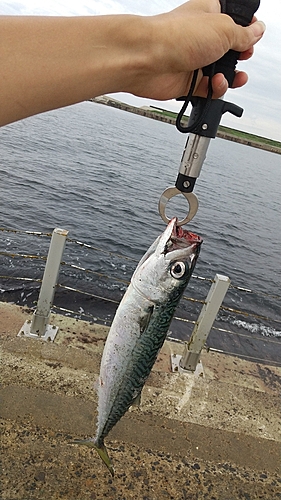 マサバの釣果