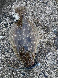 ソゲの釣果