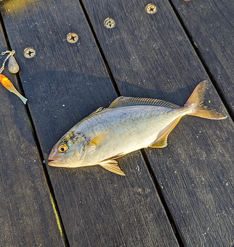 ショゴの釣果