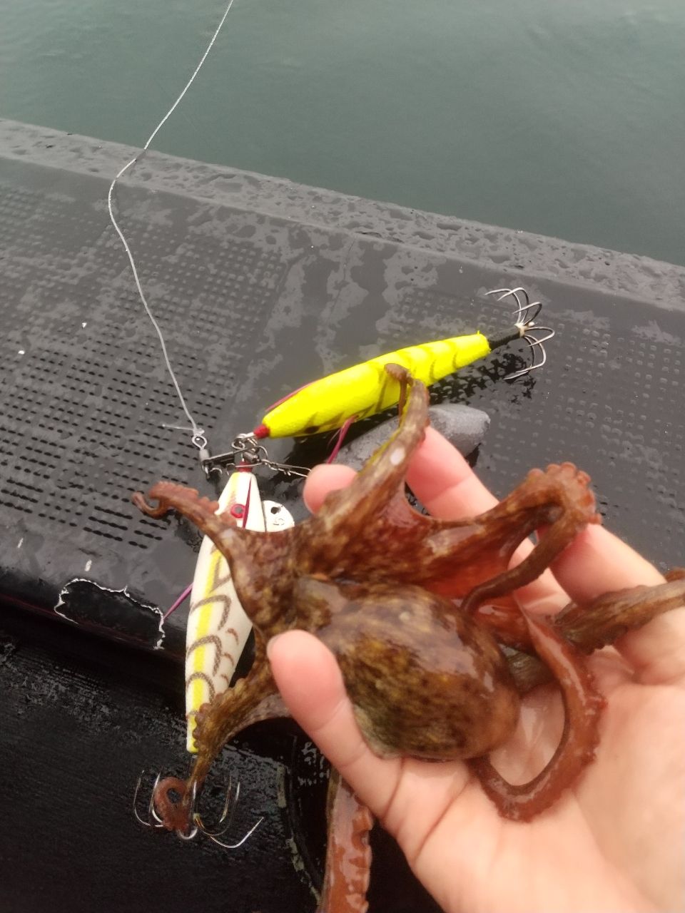 さちこさんの釣果 3枚目の画像