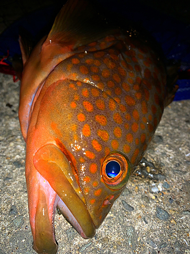 アコウの釣果