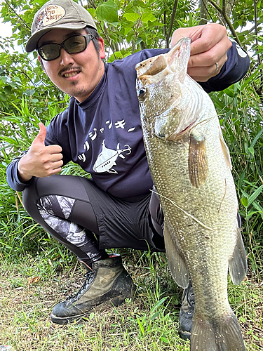 ブラックバスの釣果