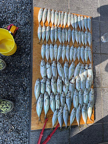 マアジの釣果