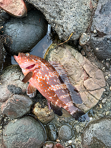 アコウの釣果