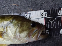 ブラックバスの釣果