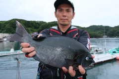 クロの釣果