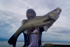 スズキの釣果