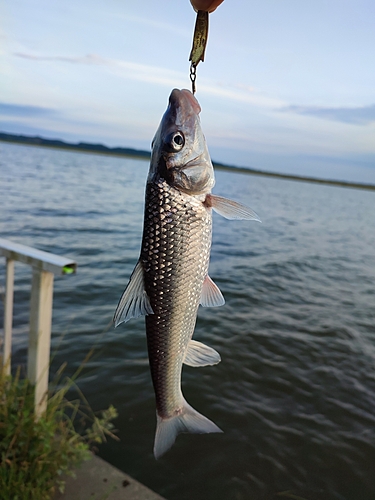 ニゴイの釣果