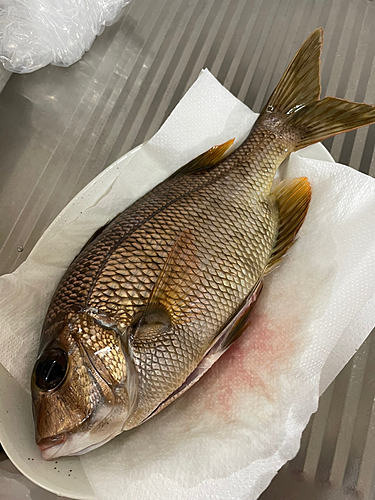 メイチダイの釣果