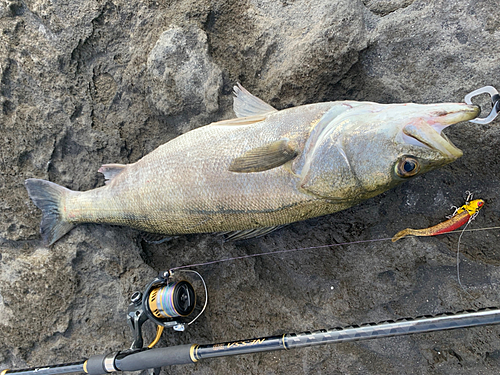 スズキの釣果