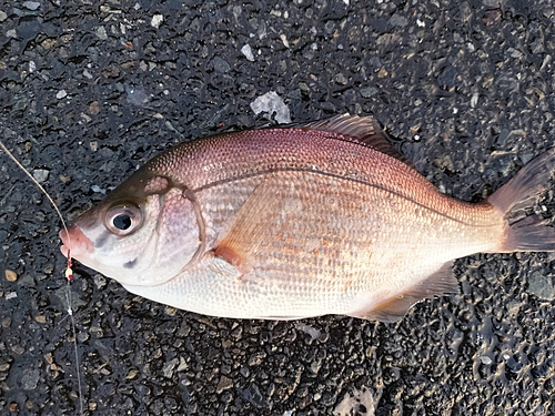 ウミタナゴの釣果