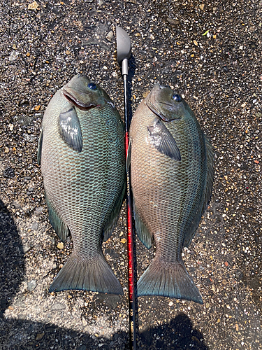 クチブトグレの釣果