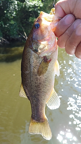 ラージマウスバスの釣果