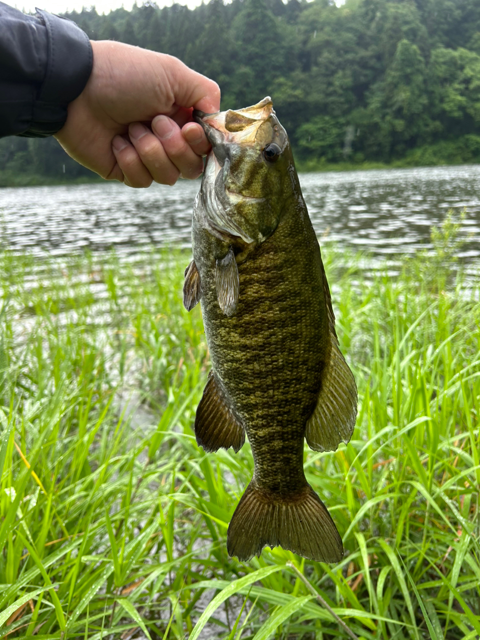 スモールマウスバス