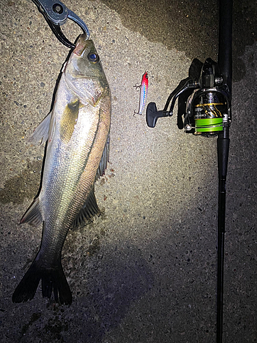 シーバスの釣果