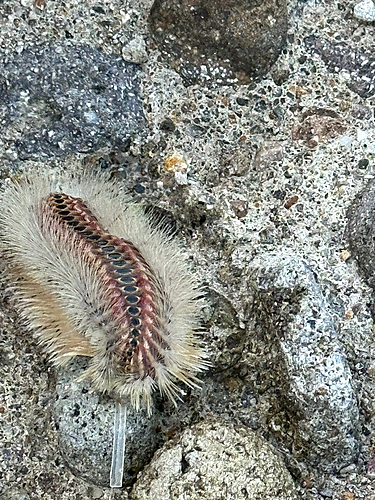 キスの釣果