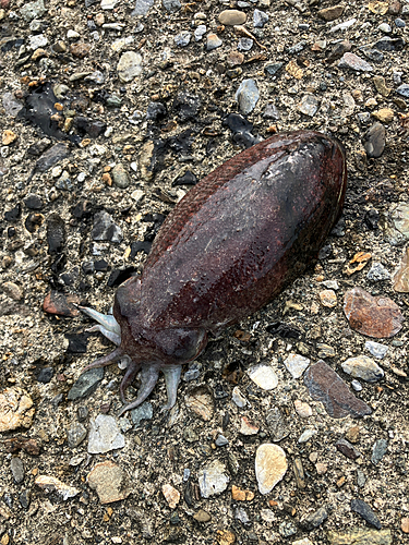 コウイカの釣果