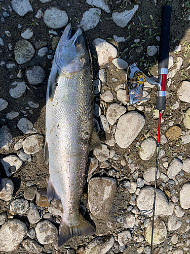 サクラマスの釣果