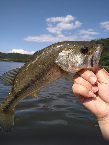 釣果