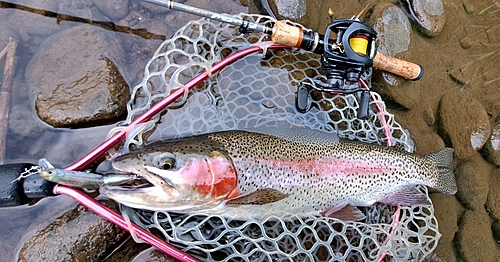 ニジマスの釣果