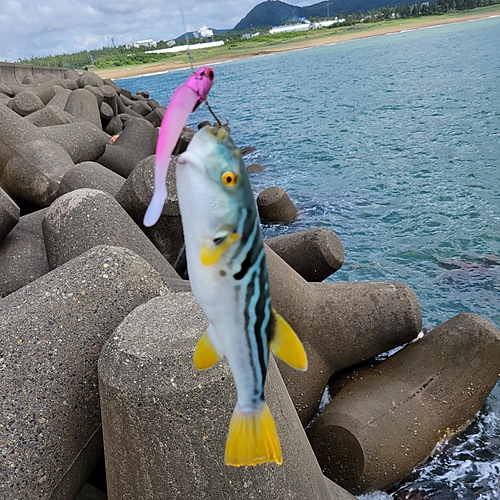 シマフグの釣果