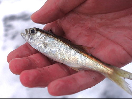 クロムツの釣果