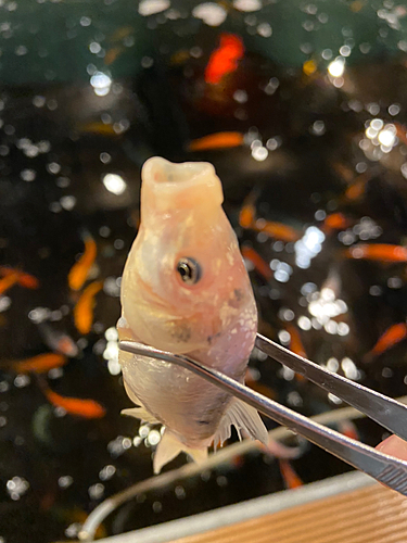 キンギョの釣果