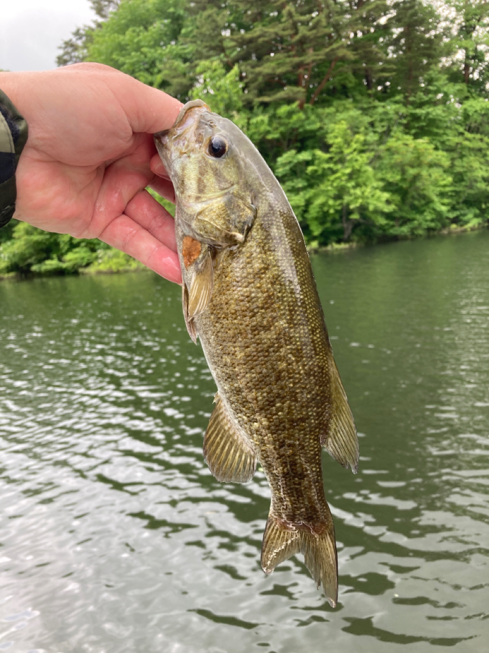 スモールマウスバス