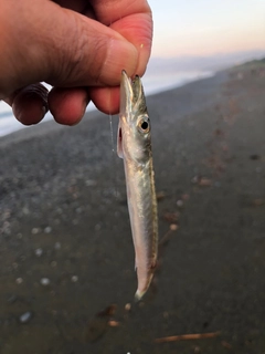 ワカシの釣果