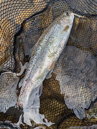 ニジマスの釣果