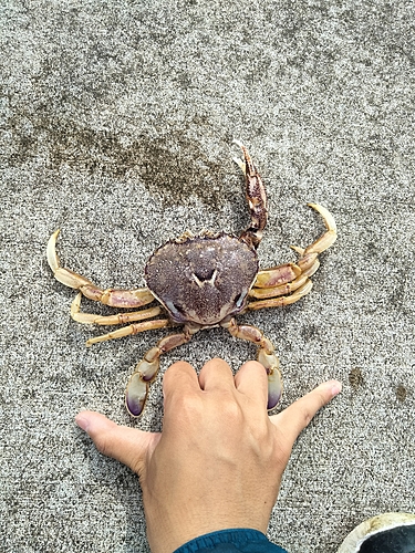 ヒラツメガニの釣果