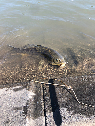 コイの釣果